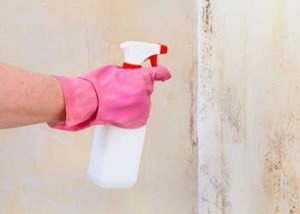 Mold Removal Experts